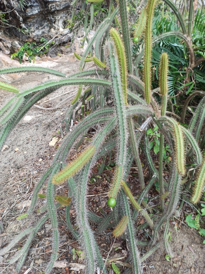 Leptocereus cremnophilus photo 4