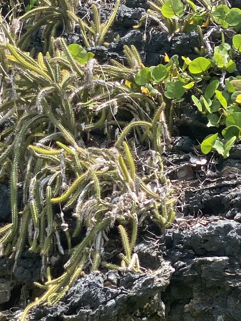Leptocereus cremnophilus photo 6