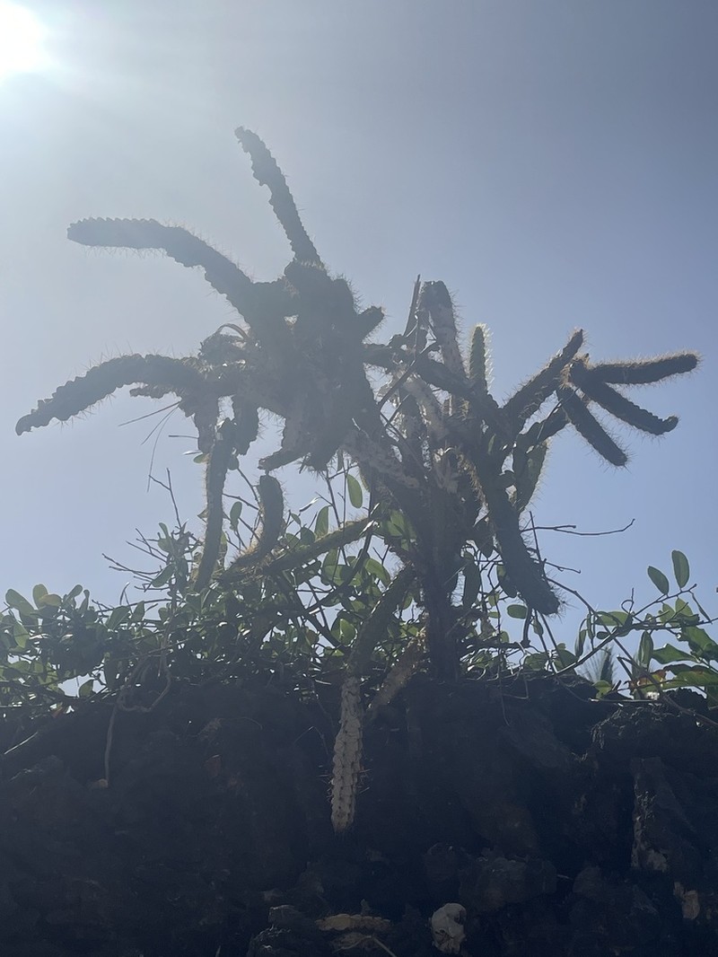 Leptocereus cremnophilus photo 8