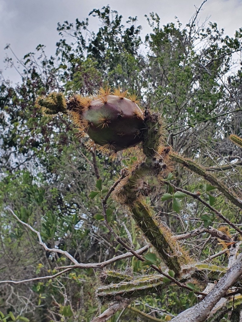 Leptocereus demissus photo 3