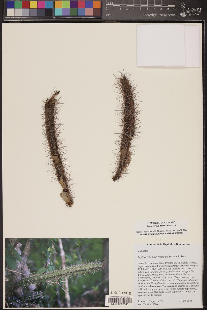 Leptocereus demissus photo 4