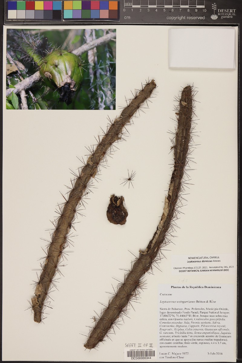 Leptocereus demissus photo 5