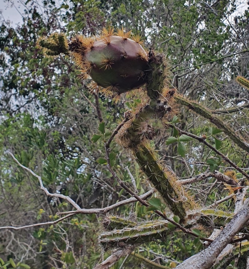 Leptocereus demissus