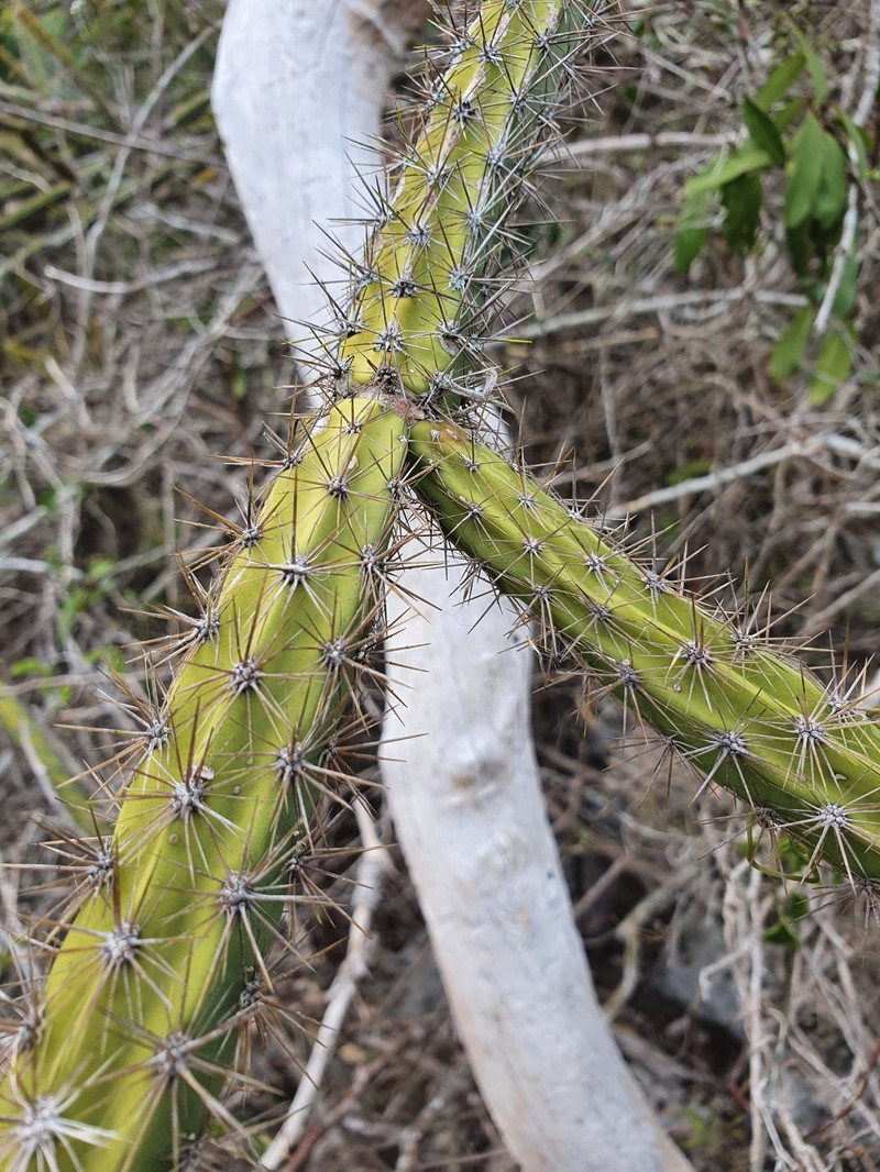 Leptocereus demissus photo 6