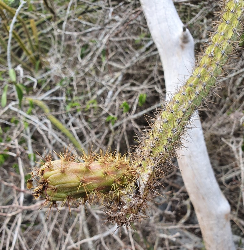 Leptocereus demissus photo 8
