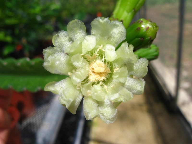 Sebucan photo 4