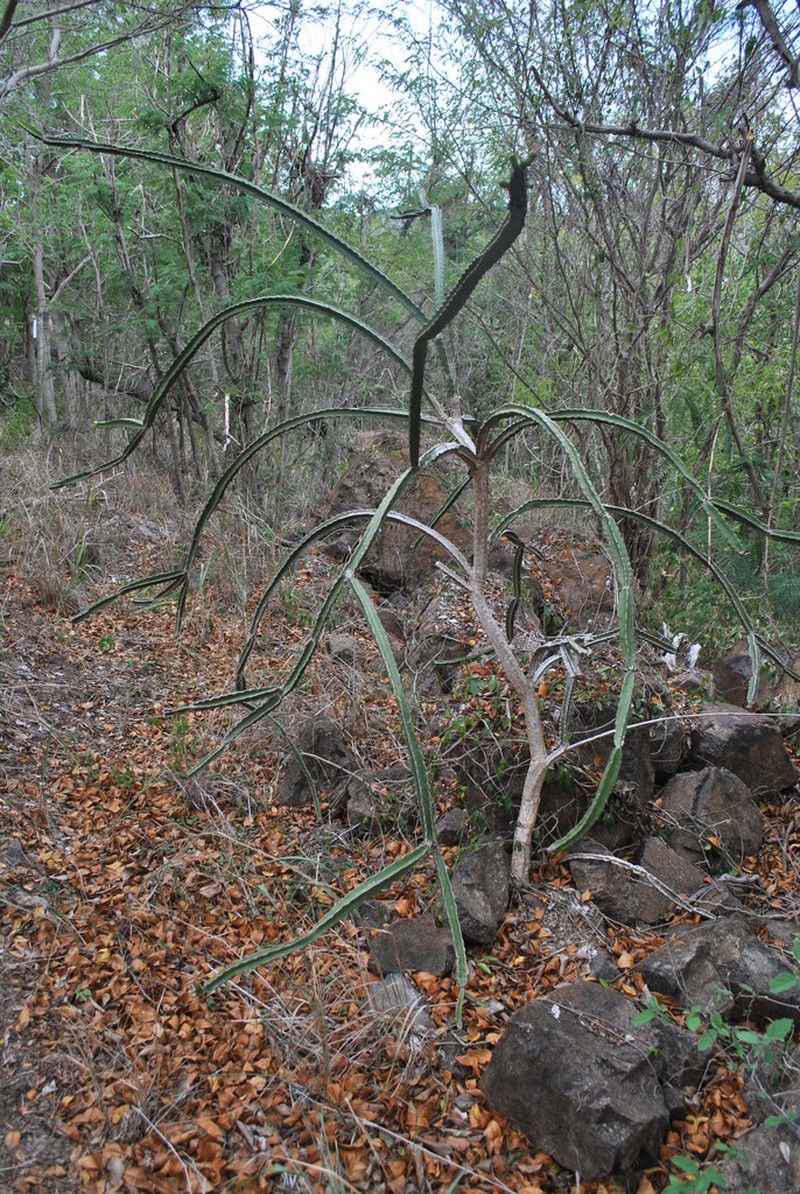 Sebucan