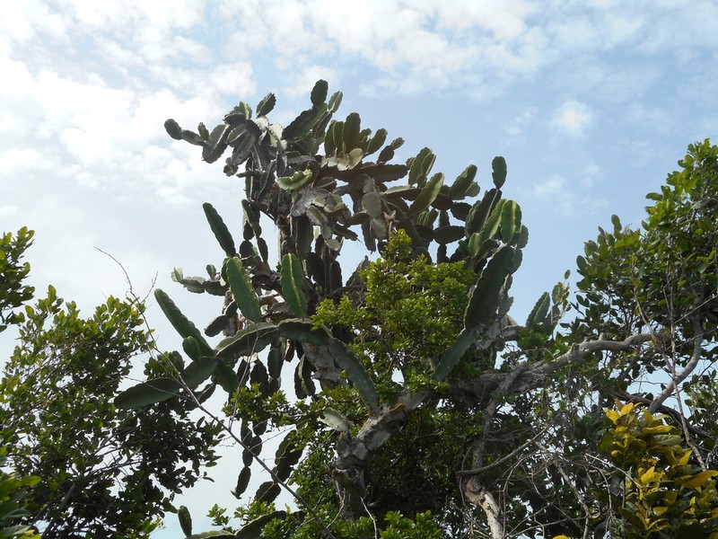Leptocereus nudiflorus