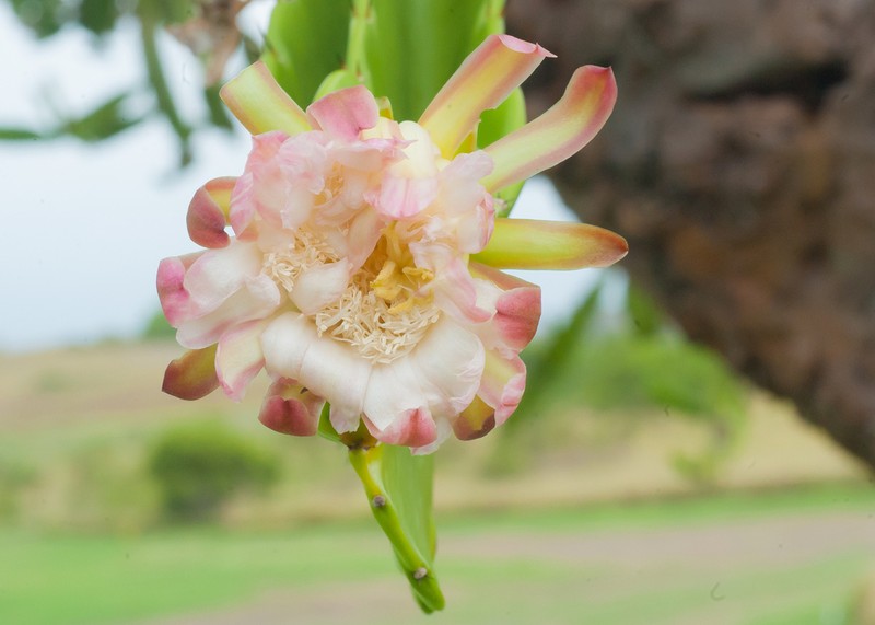 Leptocereus nudiflorus photo 4