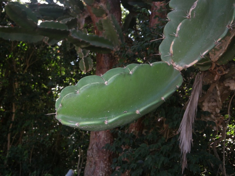 Leptocereus nudiflorus photo 5