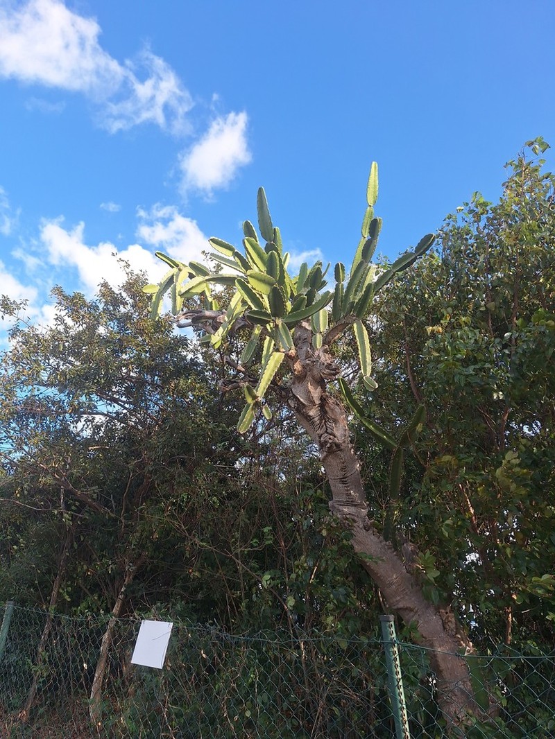 Leptocereus nudiflorus photo 8