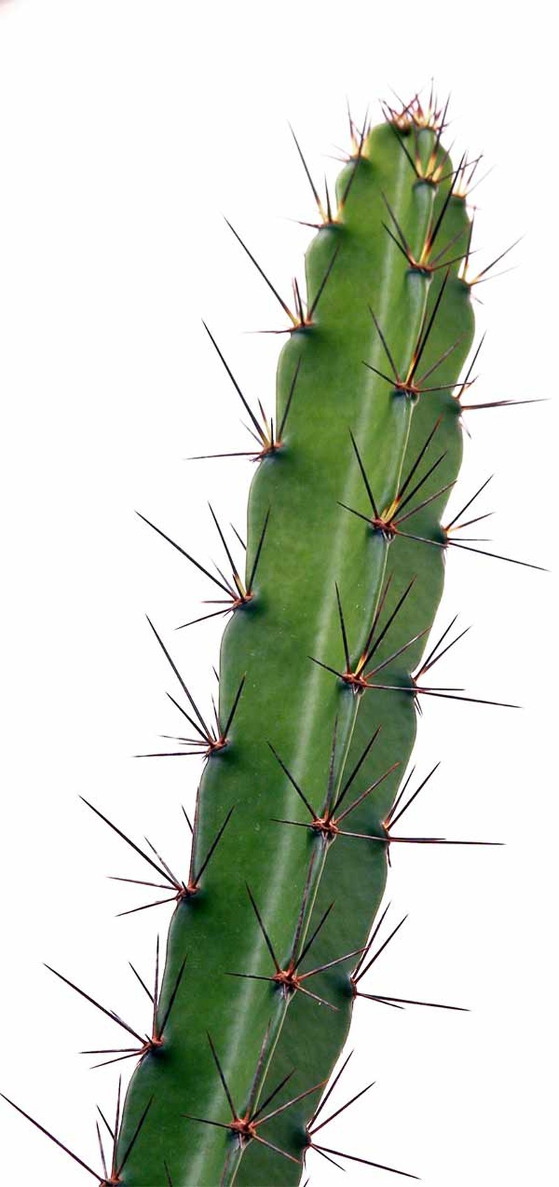Pitahaya photo 4