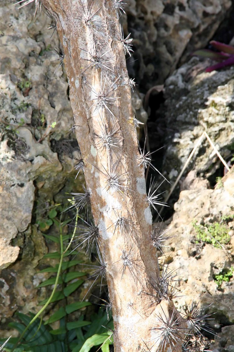 Pitahaya photo 6