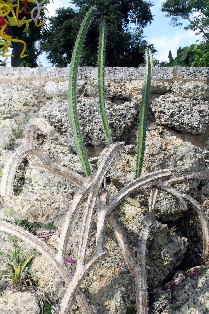 Pitahaya photo 3