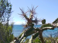 Pitahaya