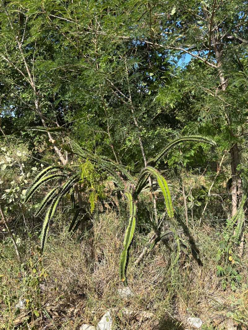 Pitahaya photo 2