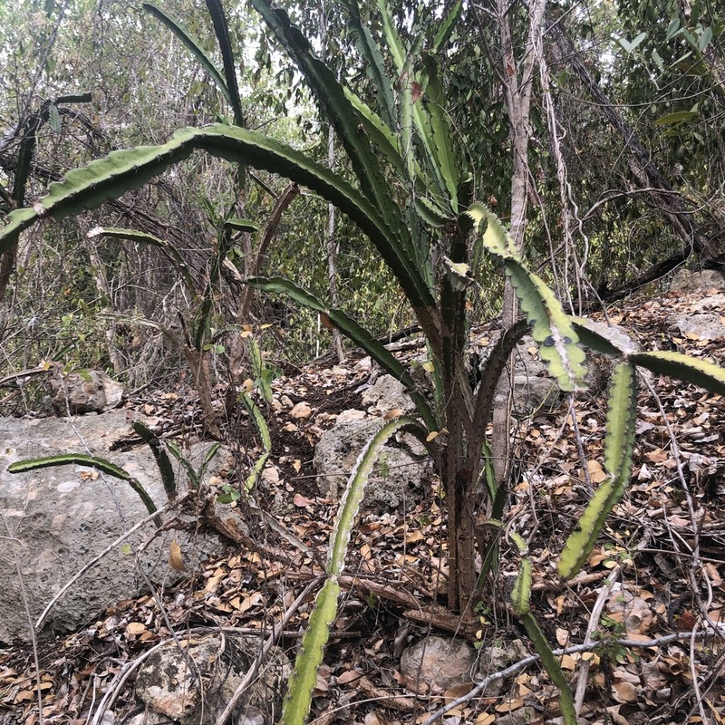 Pitahaya photo 4
