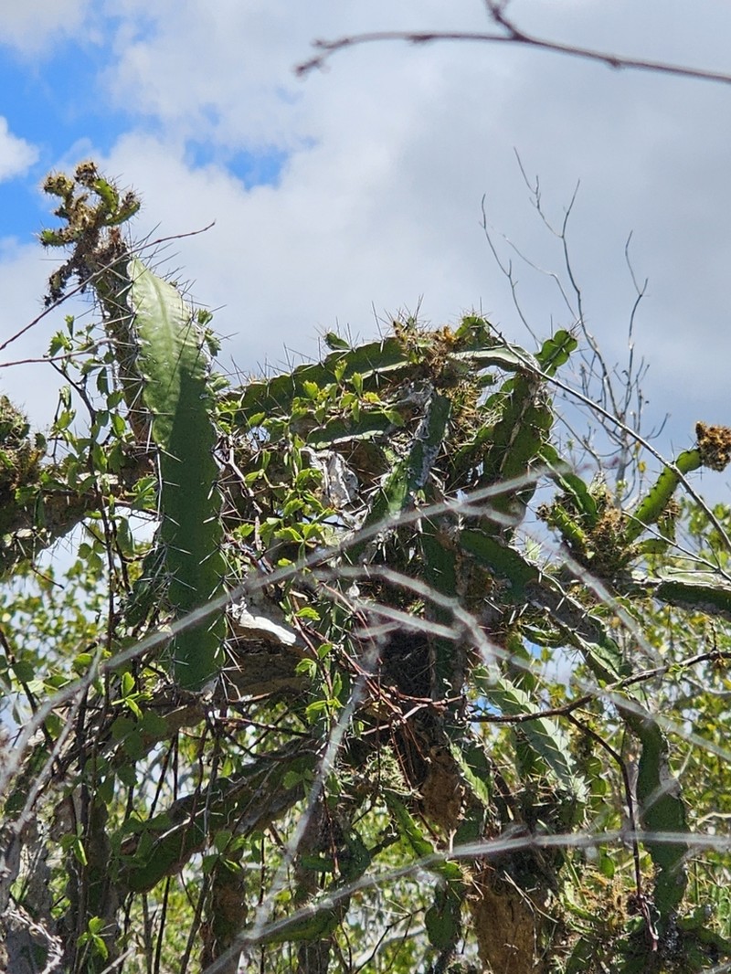 Pitahaya photo 5