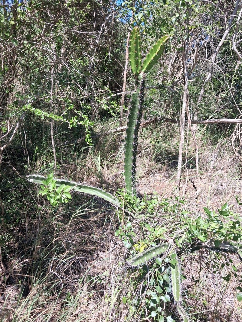 Pitahaya photo 6
