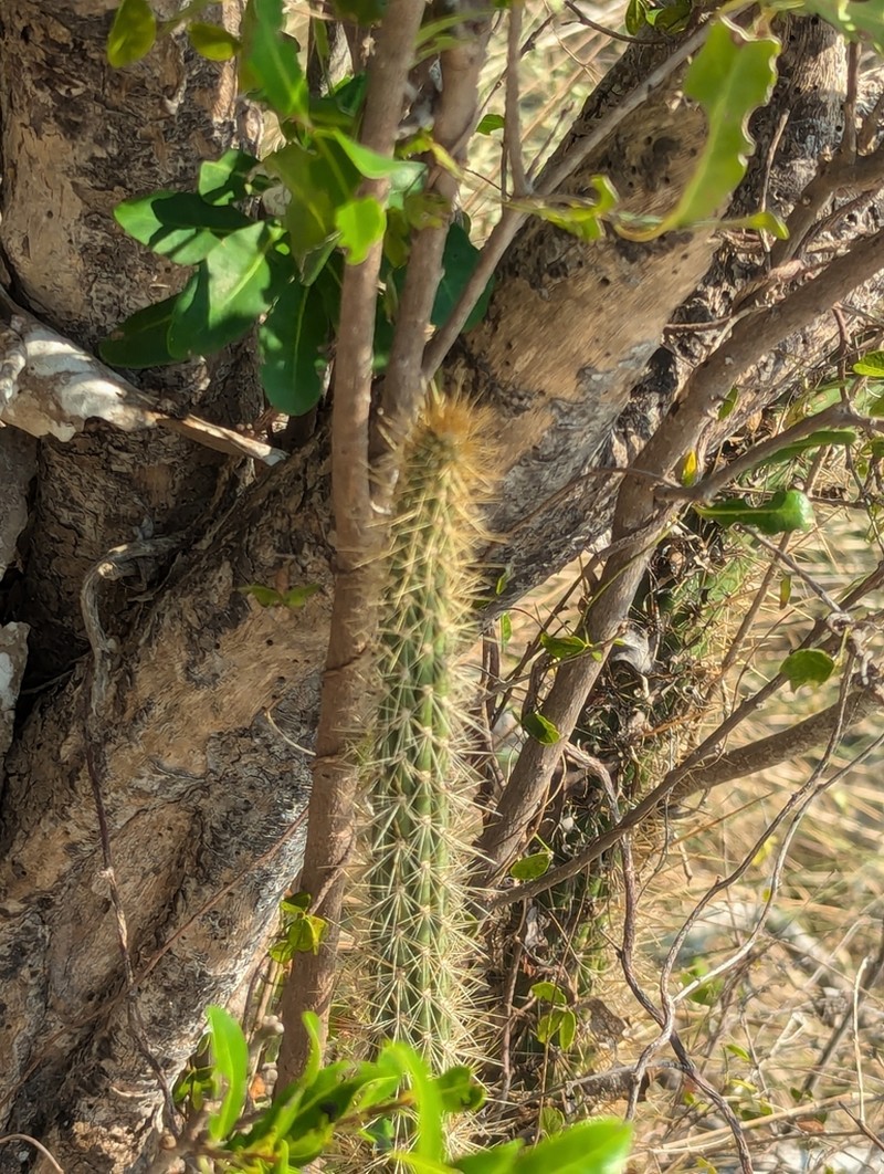 Leptocereus septentrionalis photo 2