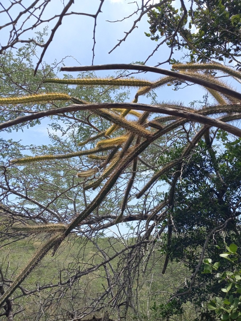 Leptocereus septentrionalis photo 3