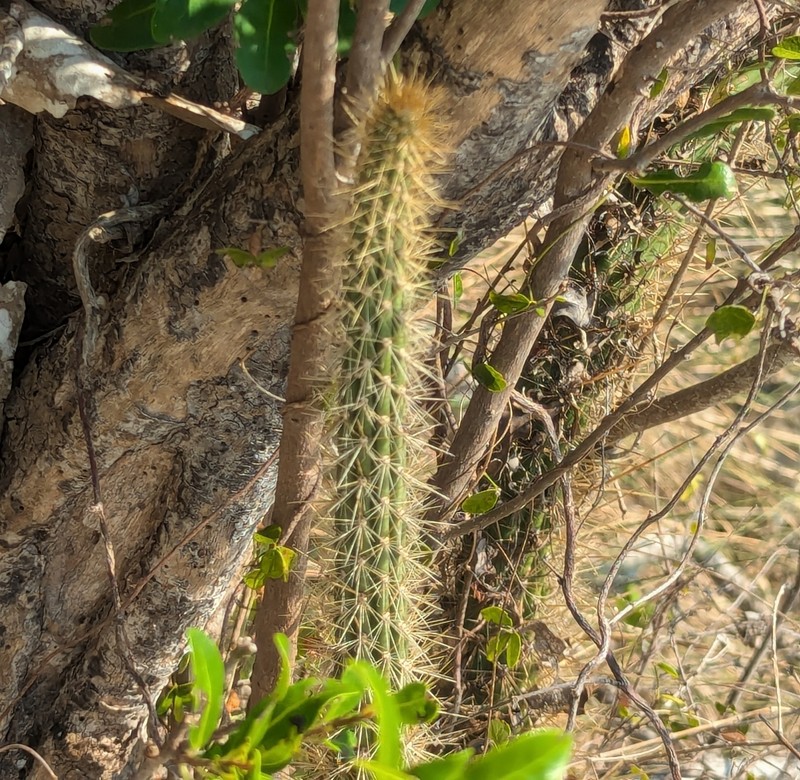 Leptocereus septentrionalis