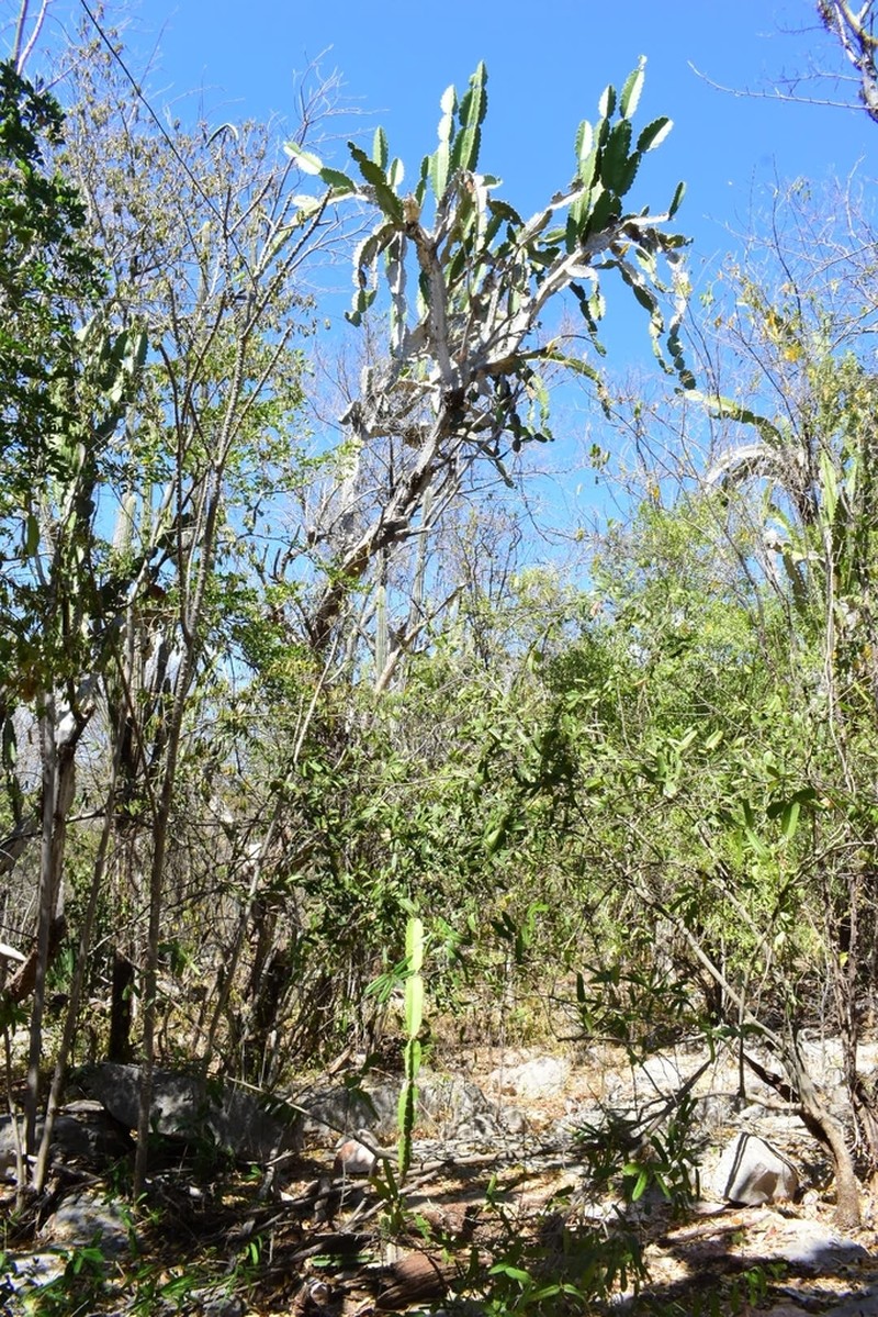 Leptocereus undulosus