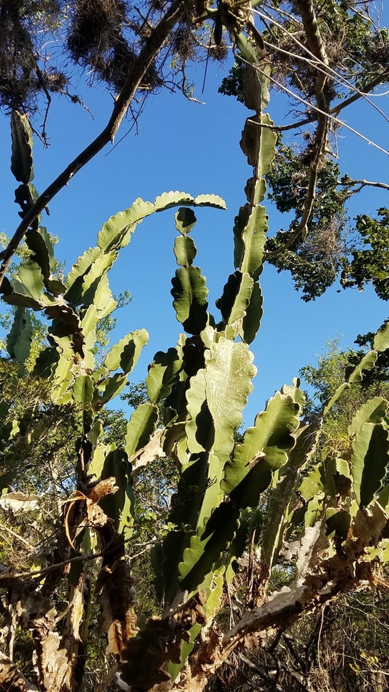 Leptocereus undulosus photo 3