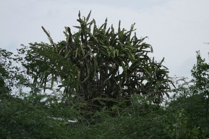 Leptocereus undulosus photo 4