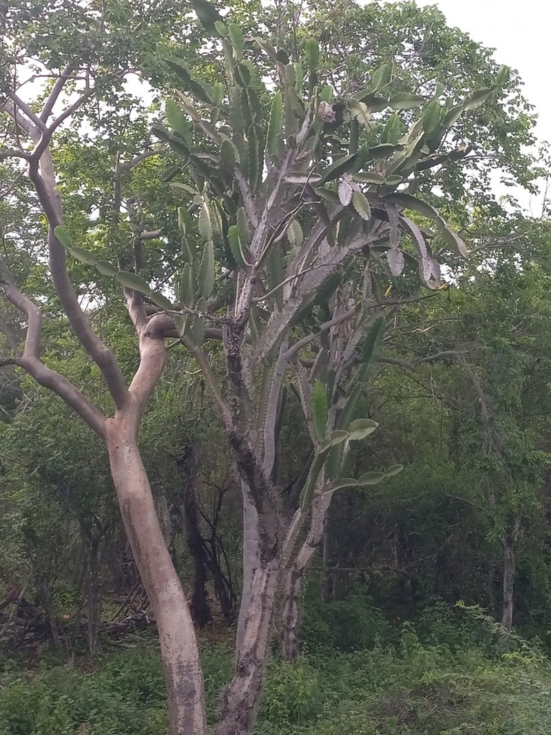 Leptocereus undulosus photo 6