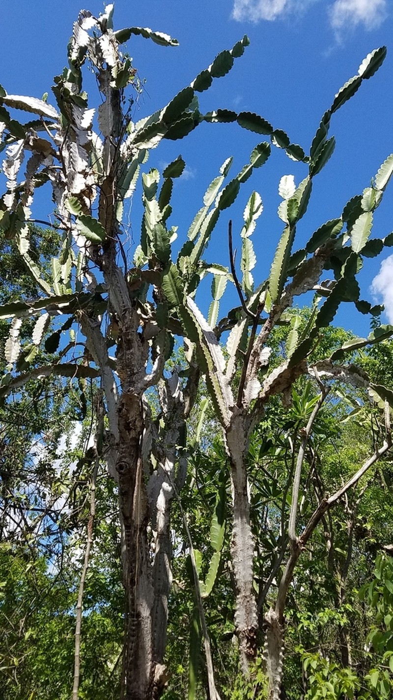 Leptocereus undulosus photo 7
