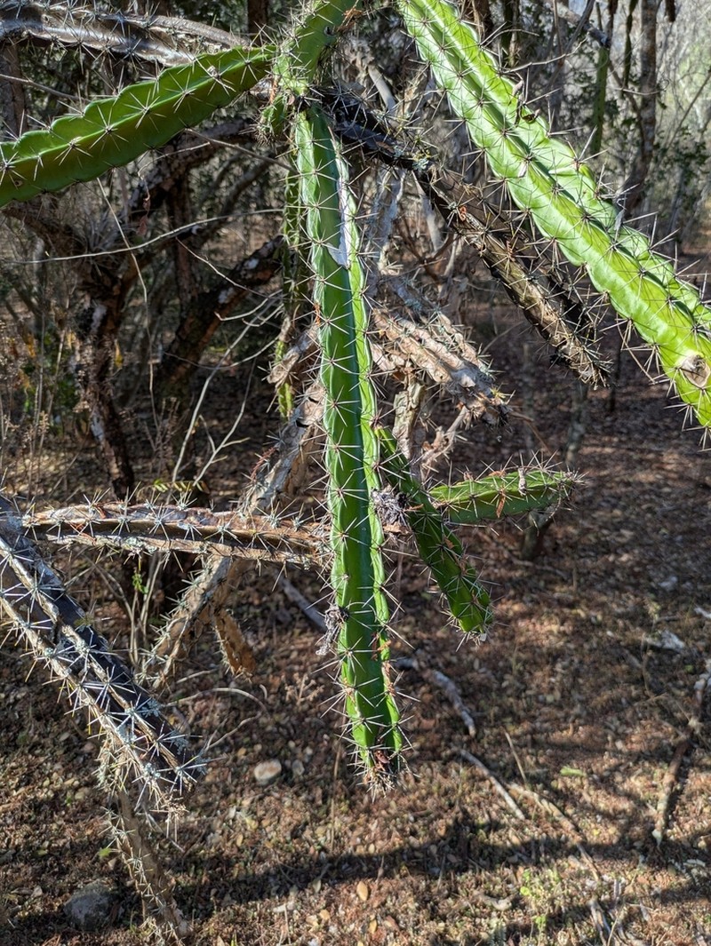 Leptocereus velozianus photo 3