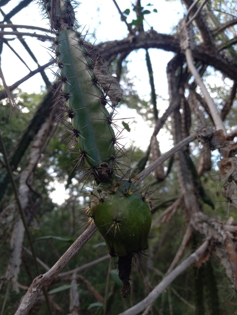 Leptocereus velozianus photo 4