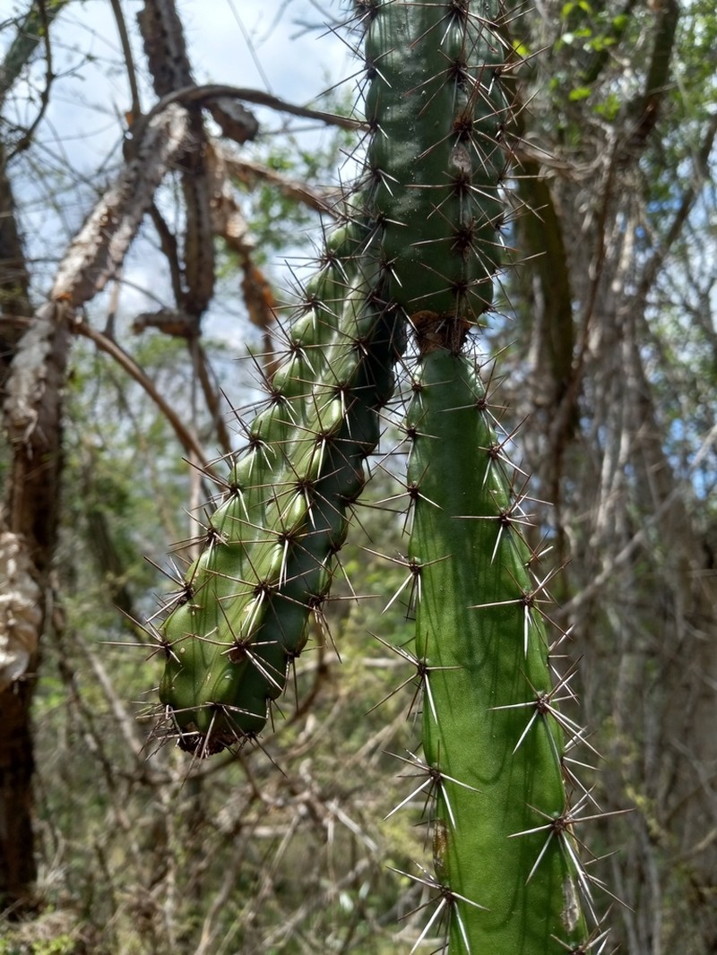 Leptocereus velozianus photo 5