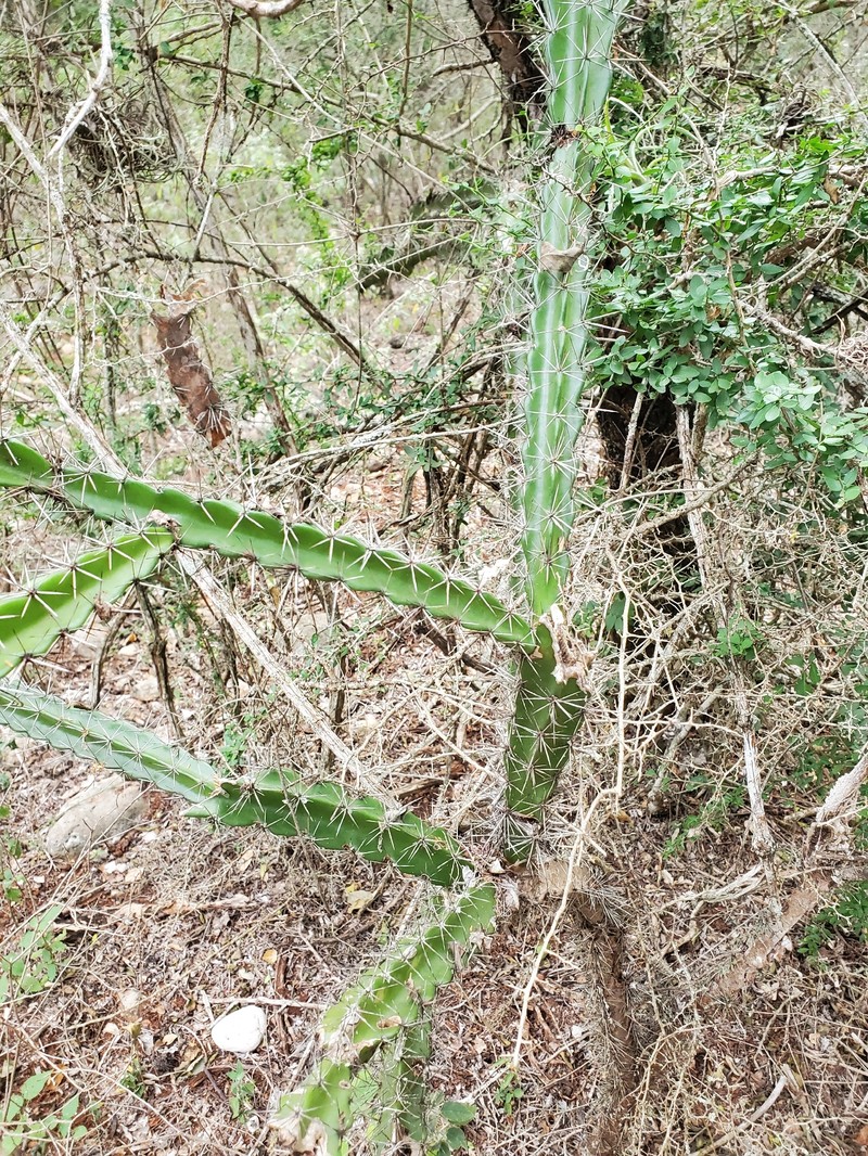 Leptocereus velozianus photo 6