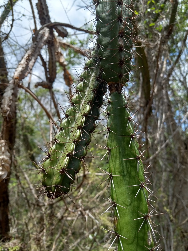 Leptocereus velozianus photo 7