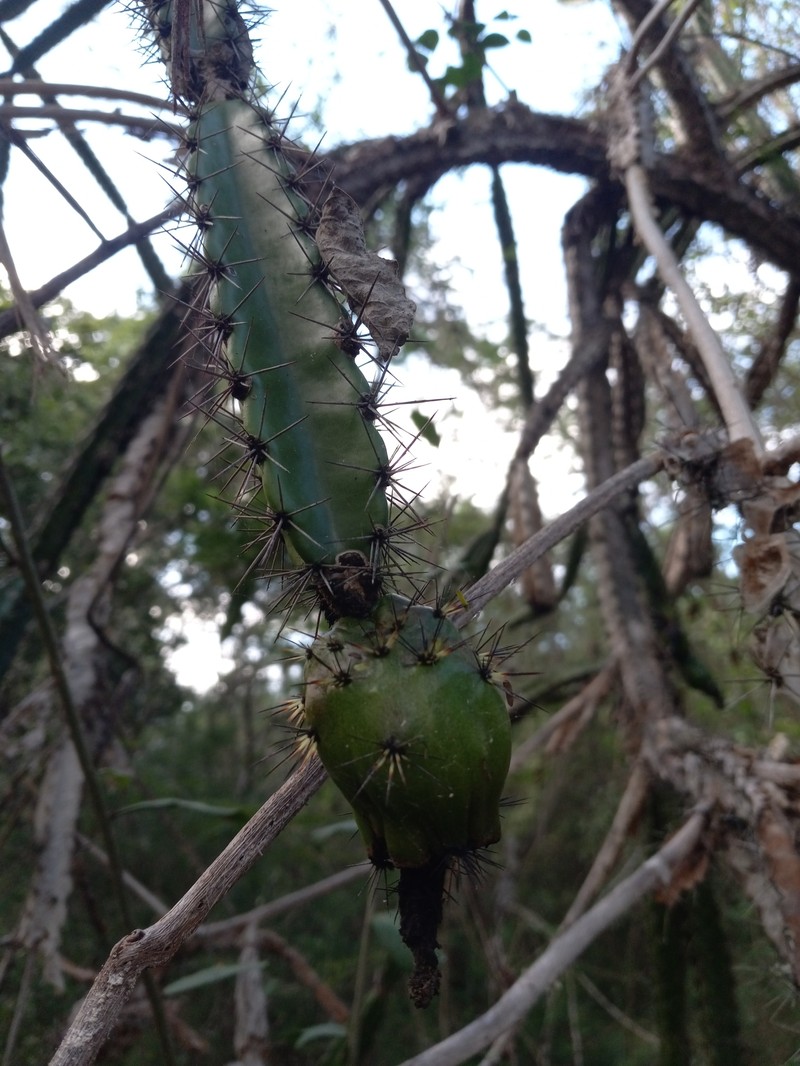 Leptocereus velozianus photo 8