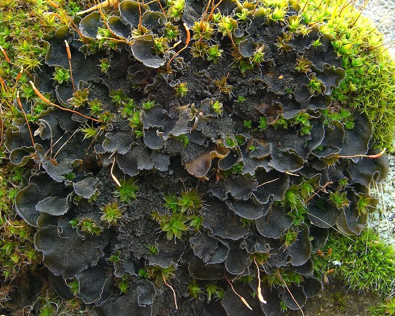 Leptochidium Lichen