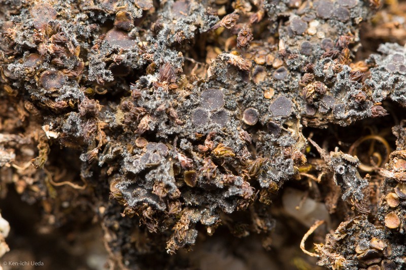 Leptochidium Lichen