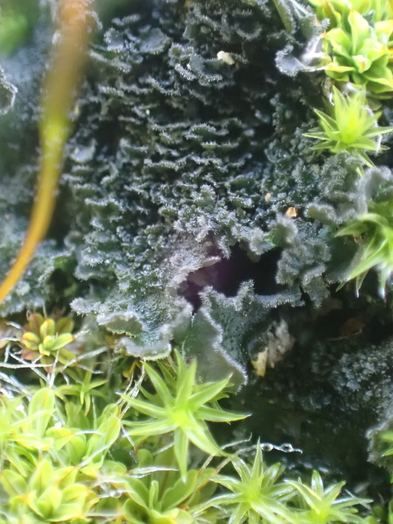 Leptochidium Lichen photo 2