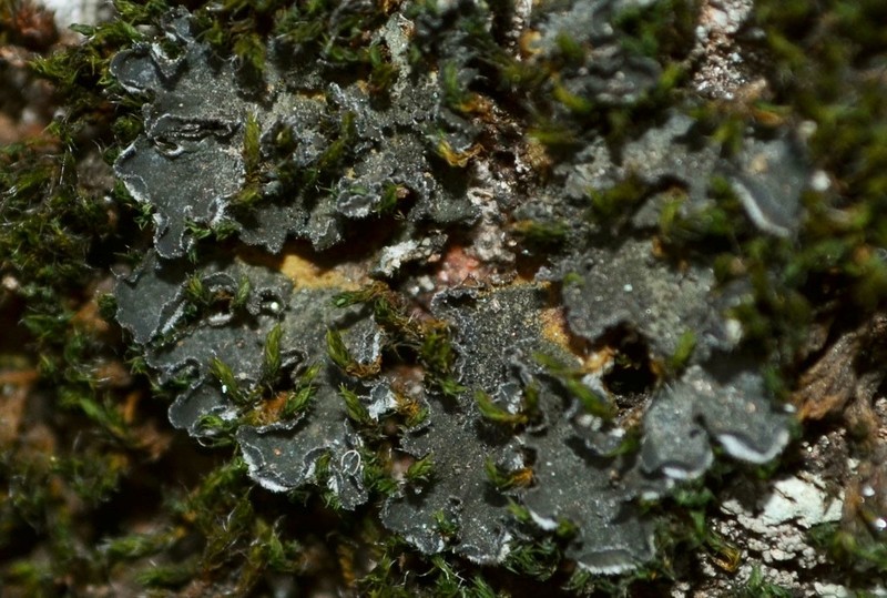 Leptochidium Lichen photo 3