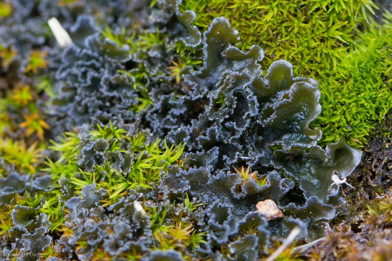Leptochidium Lichen photo 4