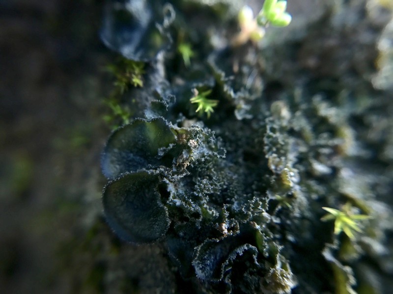 Leptochidium Lichen photo 5