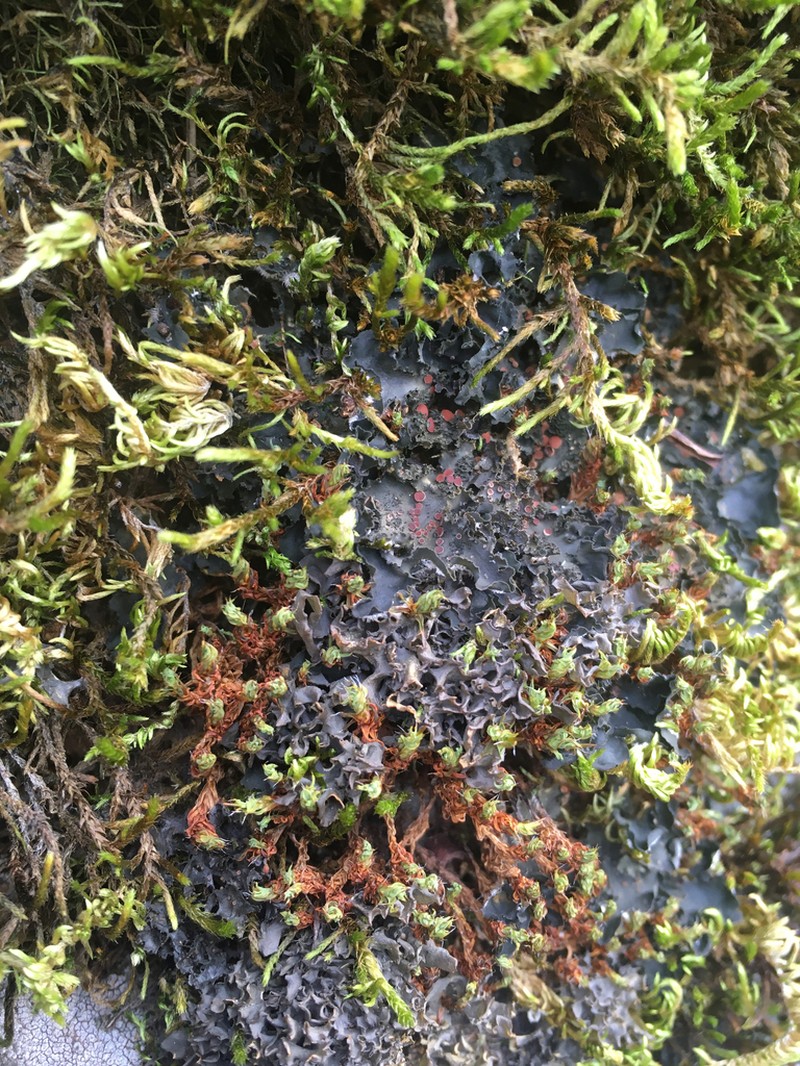 Leptochidium Lichen photo 6
