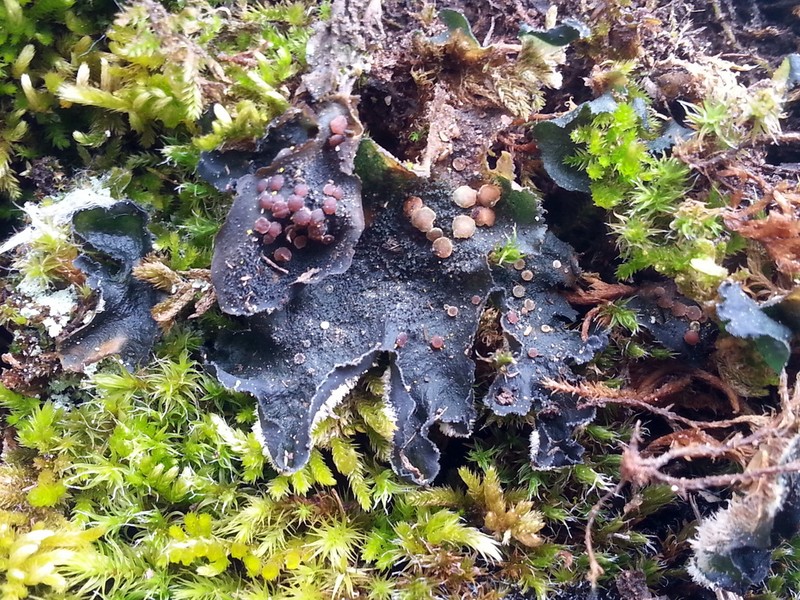 Leptochidium Lichen photo 7