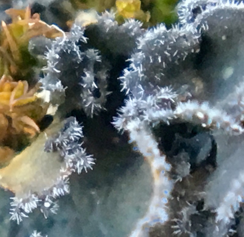 Leptochidium Lichen photo 8
