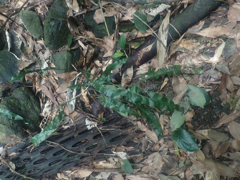 Leptochilus × shintenensis