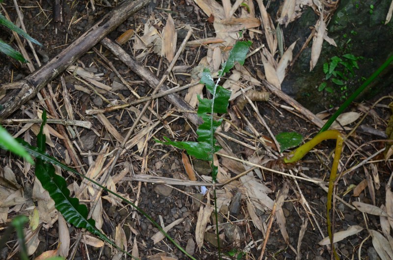 Leptochilus × shintenensis photo 2