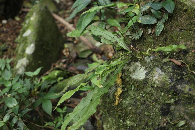 Leptochilus axillaris