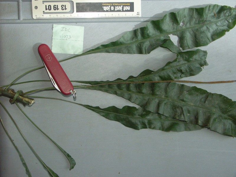 Leptochilus axillaris photo 2